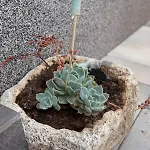 Turtles Apartament *