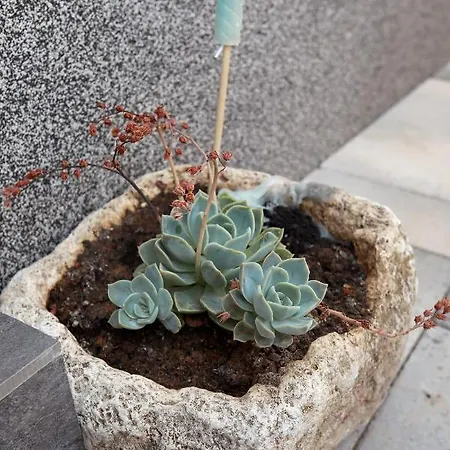 Turtles Apartmán *